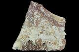 Ordovician Graptolite (Araneograptus) Plate - Morocco #126416-2